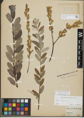 Foto von Salix repens L.